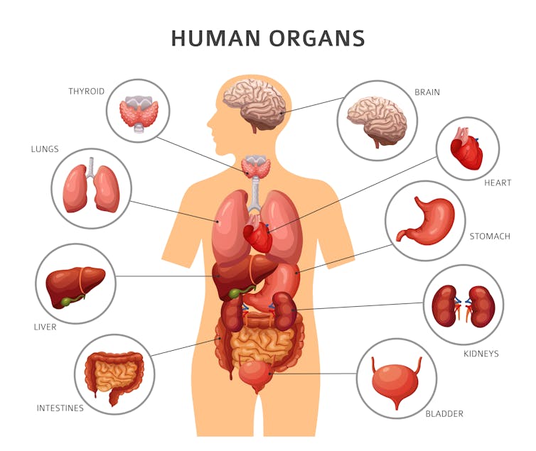 why can some organs regenerate while others can't?
