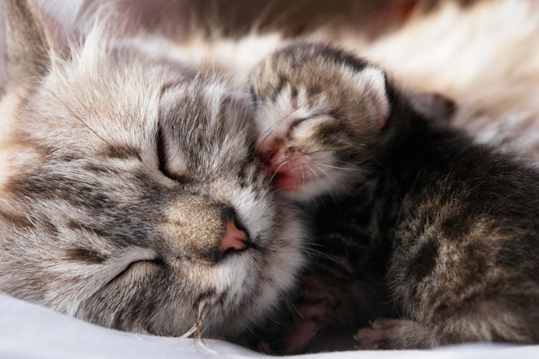 The Origin And Evolution Of Love The Origin And Evolution Of Love