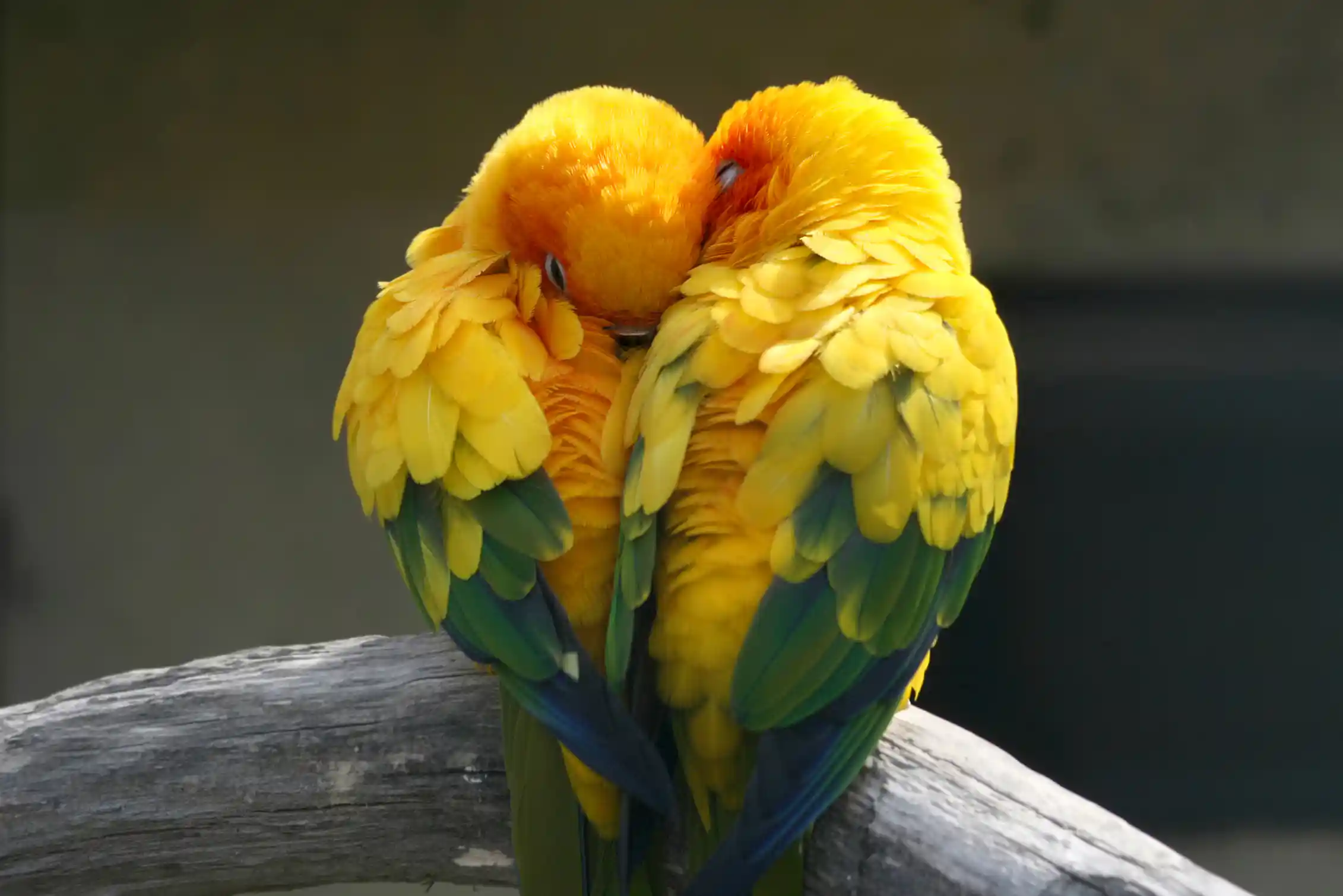 Lover Evolution The origin and evolution of love