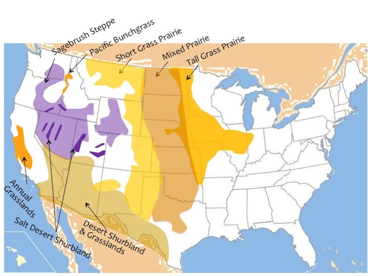 Animals large and small once covered North America's prairies – and in some places, they could again