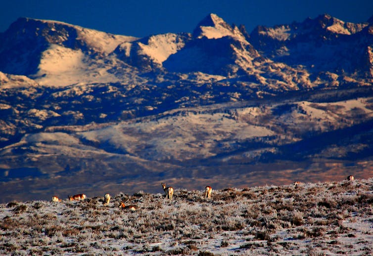 Animals large and small once covered North America's prairies – and in some places, they could again