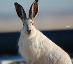 White jackrabbit