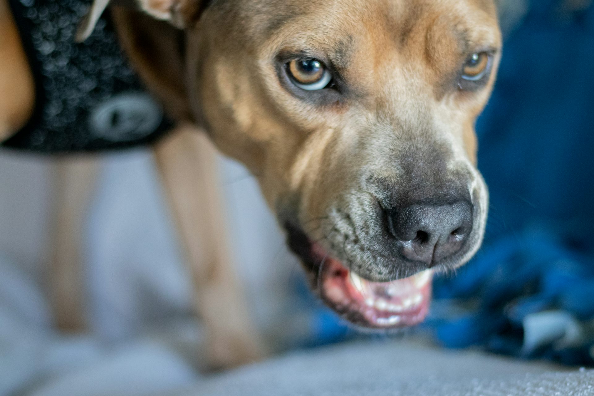 Emotional support store animals in restaurants