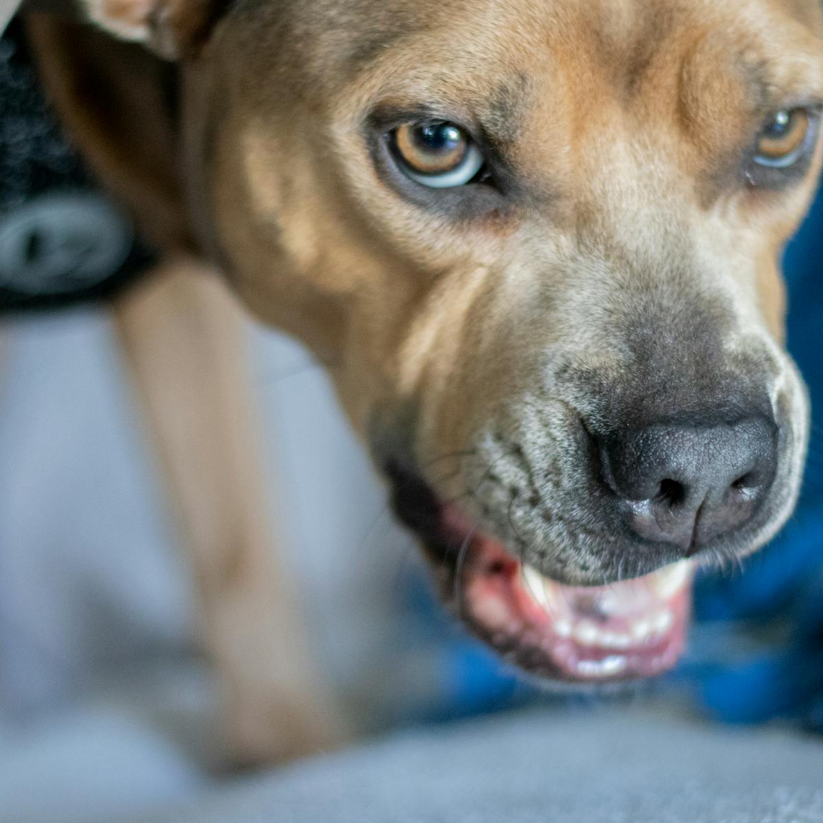 Emotional Support Animals Can Endanger The Public And Make Life