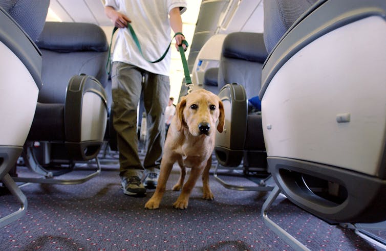 Service dog or pet? Stephen Chernin/Getty Images