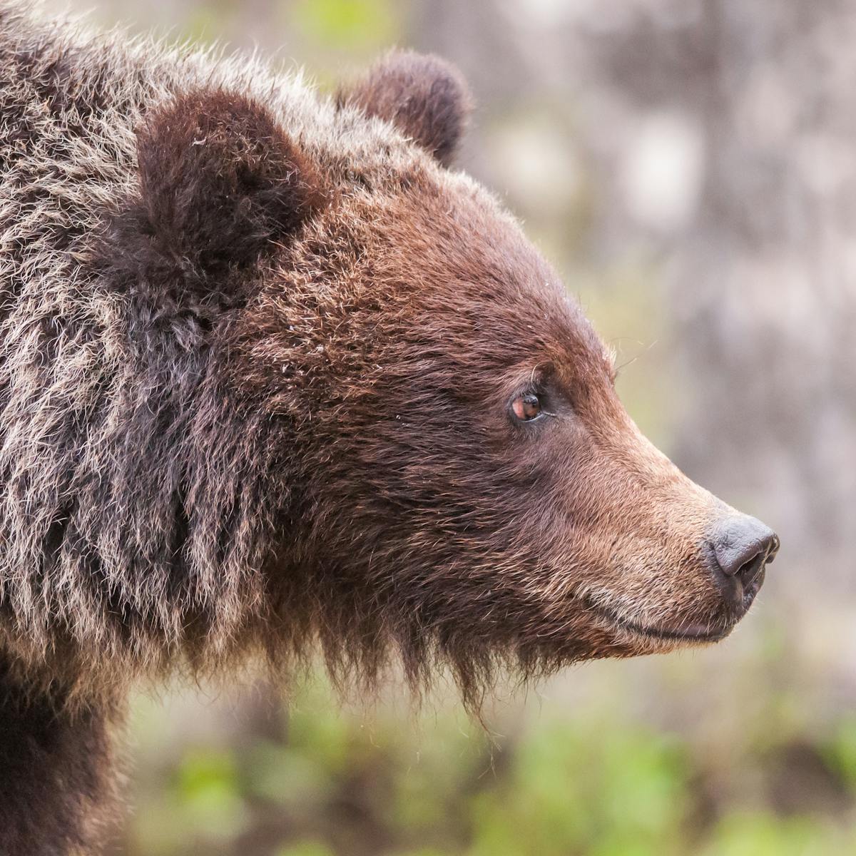 How genetic testing is helping scientists save animals from disease and illegal hunting How genetic testing is helping scientists save animals from disease and illegal hunting