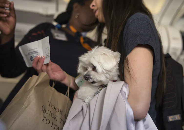 small dog in arms of woman in plane aisle with boarding pass