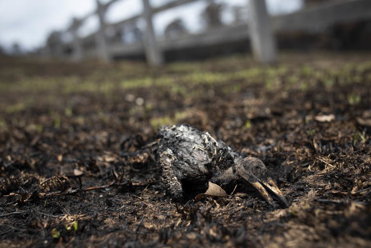 These plants and animals are now flourishing as life creeps back after bushfires