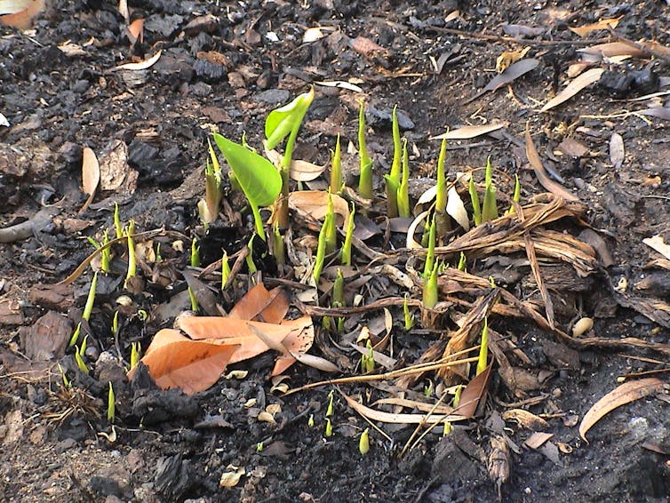 These plants and animals are now flourishing as life creeps back after bushfires