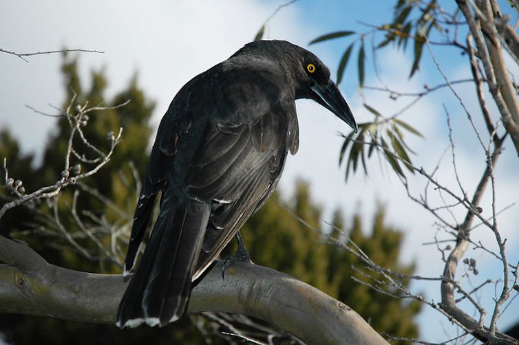 These plants and animals are now flourishing as life creeps back after bushfires