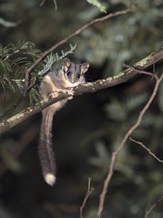 These plants and animals are now flourishing as life creeps back after bushfires