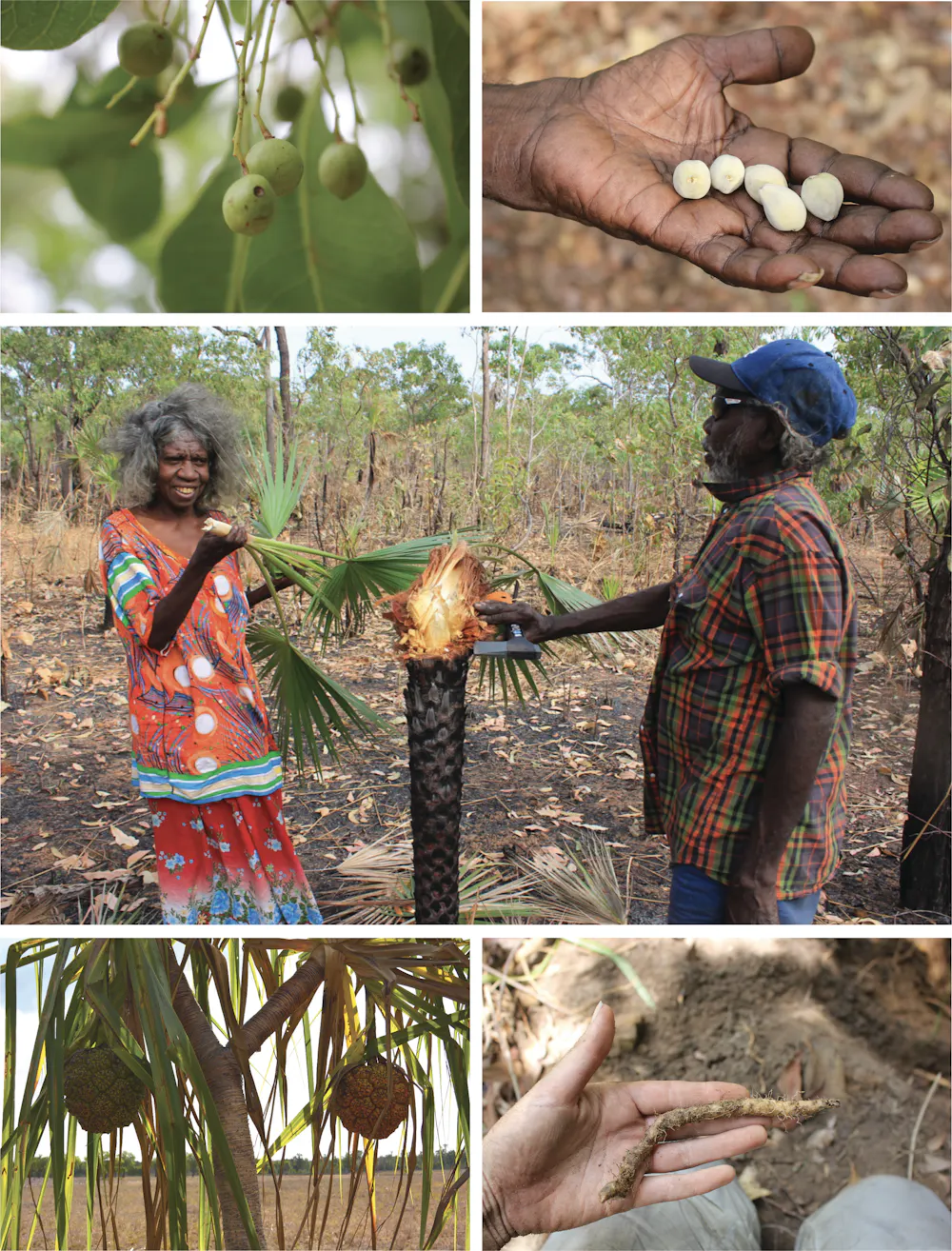 Australopithecus Eating 65,000-Year-Old Plant Remains Reveal Cooking of Earliest Australians ...
