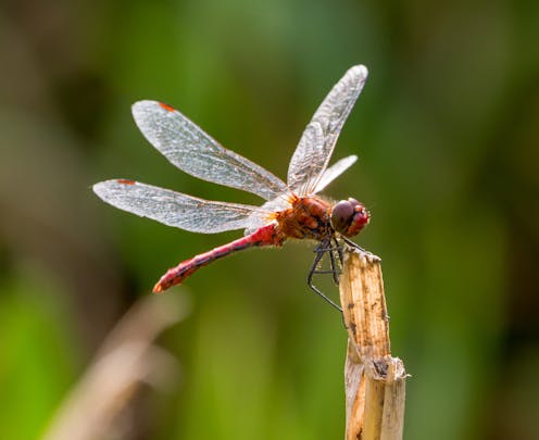 Meet The Insects That Are Defying The Plunge In Biodiversity New