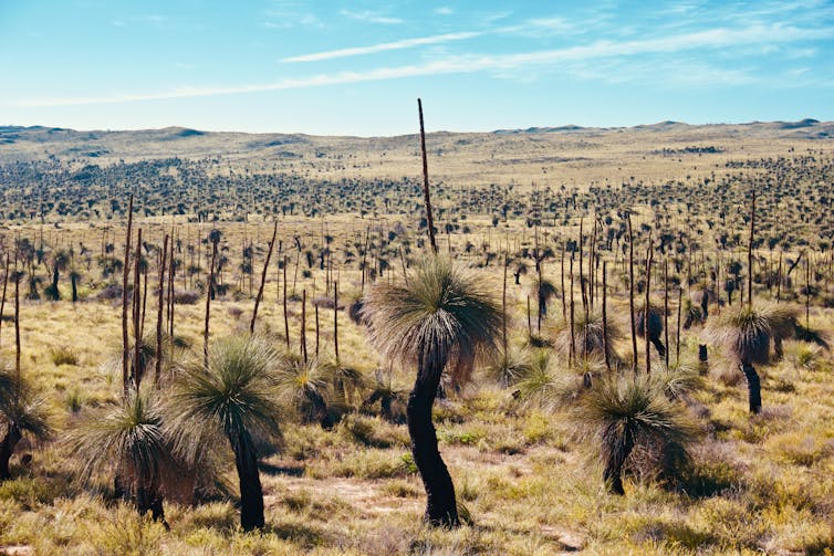 Yes, the Australian bush is recovering from bushfires – but it may never be the same