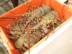 Coronavirus is killing Australia's lobster export market