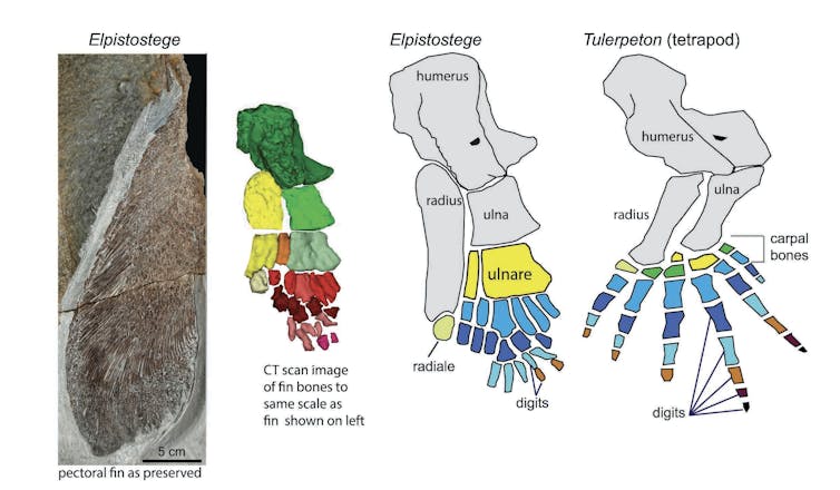 this ancient four-limbed fish reveals the origins of the human hand