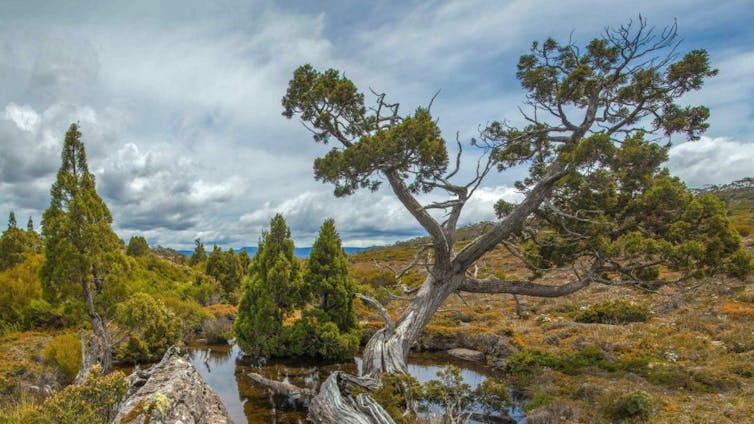 Yes, the Australian bush is recovering from bushfires – but it may never be the same