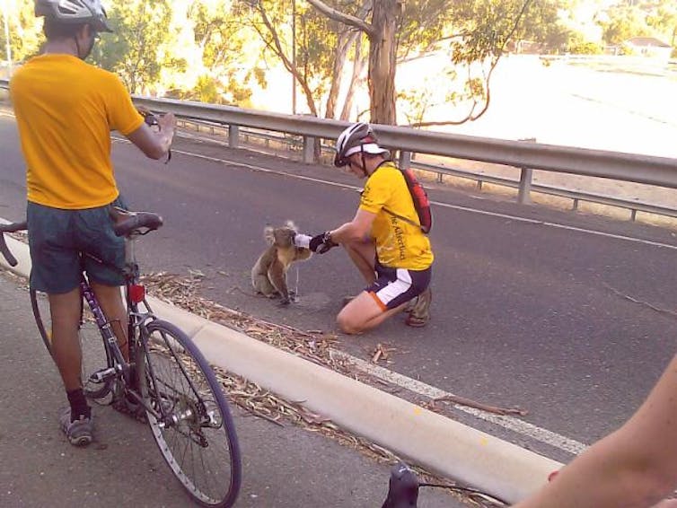 How you can help – not harm – wild animals recovering from bushfires