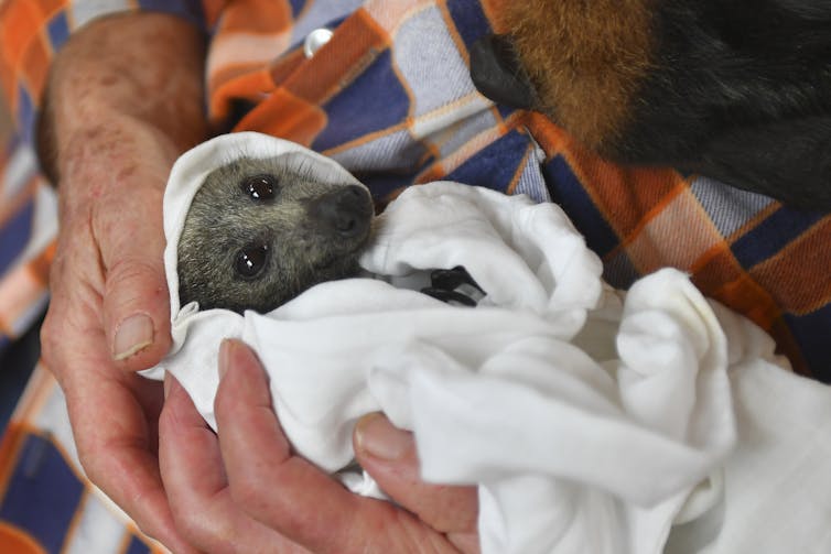 How you can help – not harm – wild animals recovering from bushfires