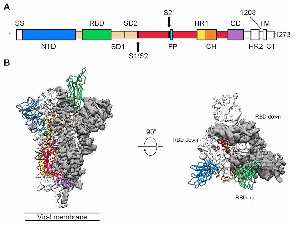 Revealed Protein ‘spike’ that lets novel coronavirus pierce, invade human cells Revealed Protein ‘spike’ that lets novel coronavirus pierce, invade human cells