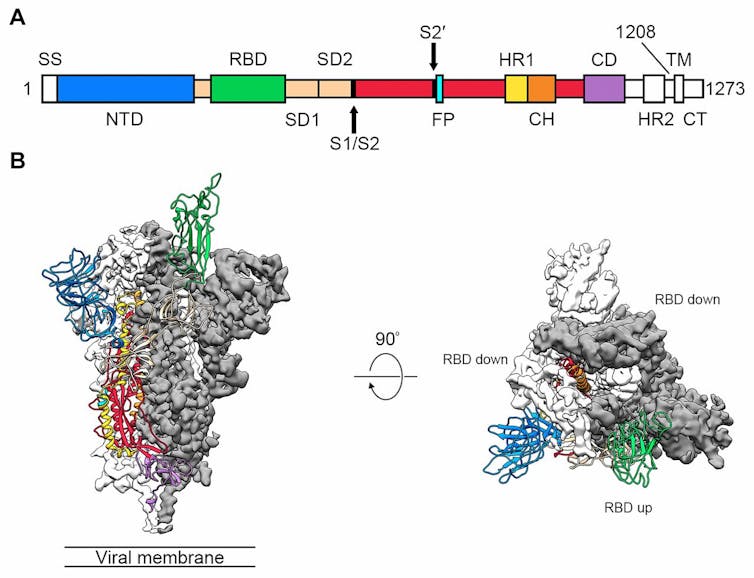 the protein 'spike' that lets the 2019-nCoV coronavirus pierce and invade human cells