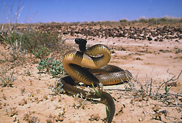 who would win in a fight between the Black Mamba and the Inland Taipan?