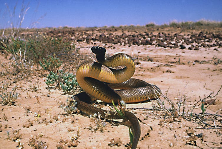 I've always wondered: who would win in a fight between the Black Mamba and the Inland Taipan?