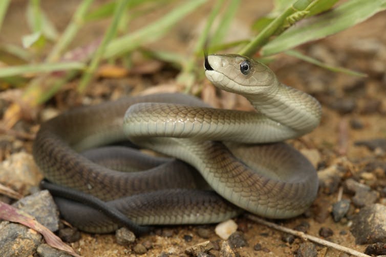 I've always wondered: who would win in a fight between the Black Mamba and the Inland Taipan?