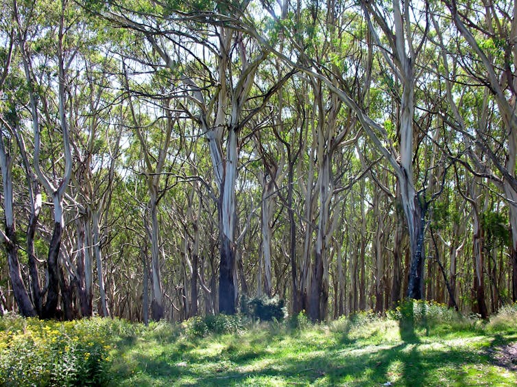 Want to help save wildlife after the fires? You can do it in your own backyard