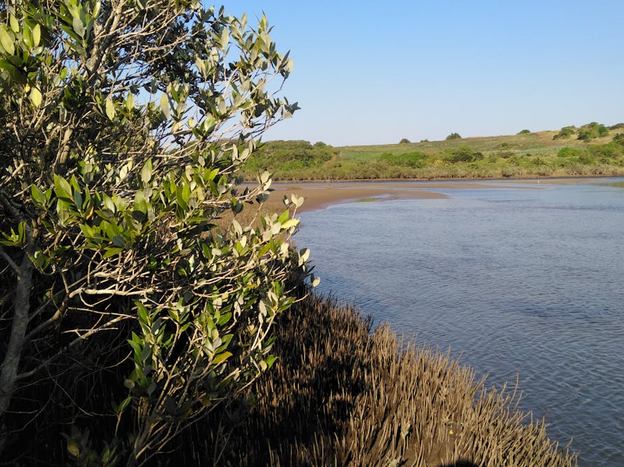 How South Africa’s mangrove forests store carbon and why it matters