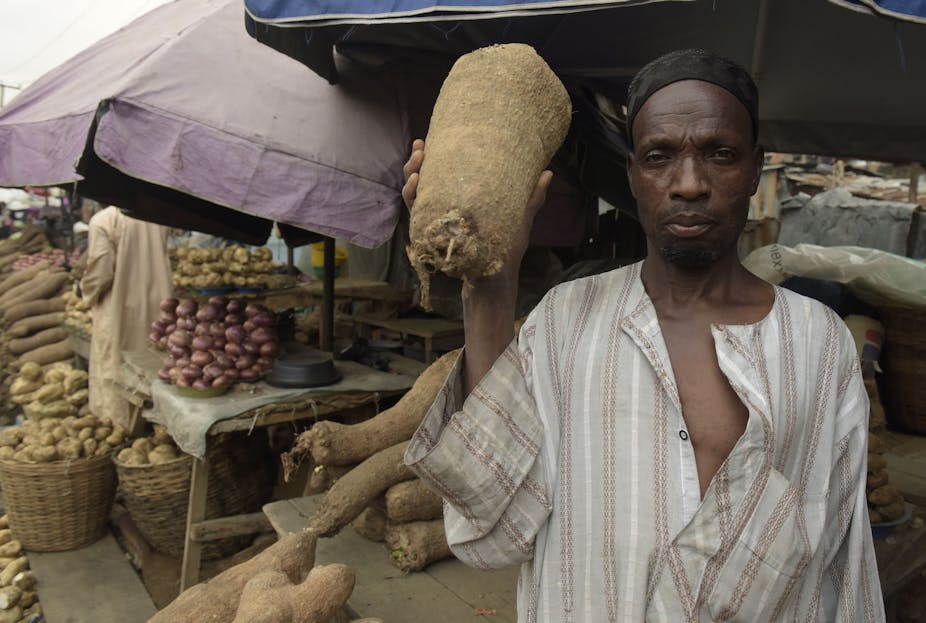 The best time to harvest yams? Science says when the lower leaves turn ...