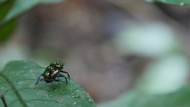 Dung beetles help rainforests regrow – but extreme drought and wildfires in the Amazon are killing them off