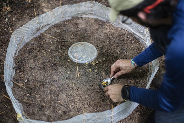 Dung beetles help rainforests regrow – but extreme drought and wildfires in the Amazon are killing them off