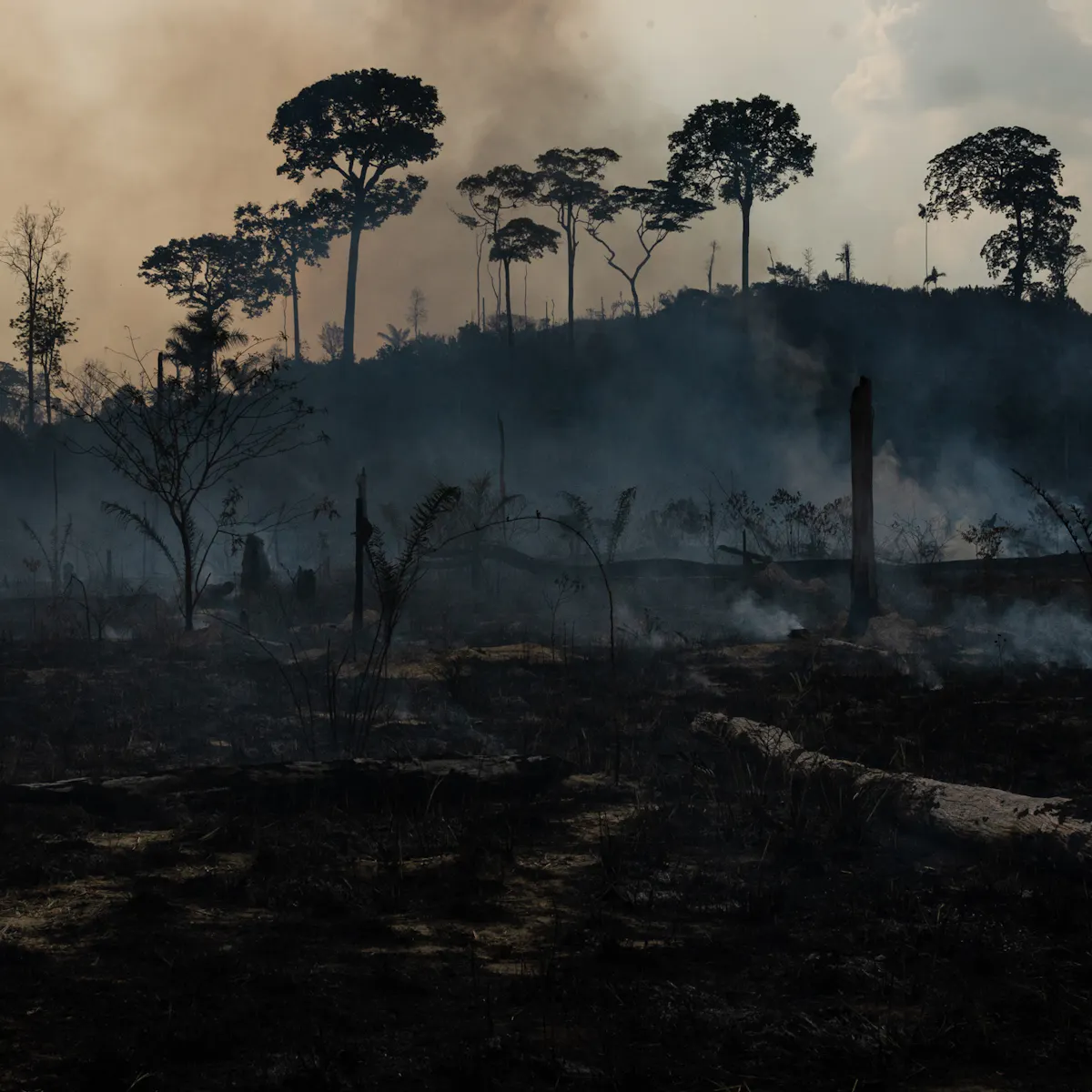 dung beetles help rainforests regrow but extreme drought and wildfires in the amazon are killing them off