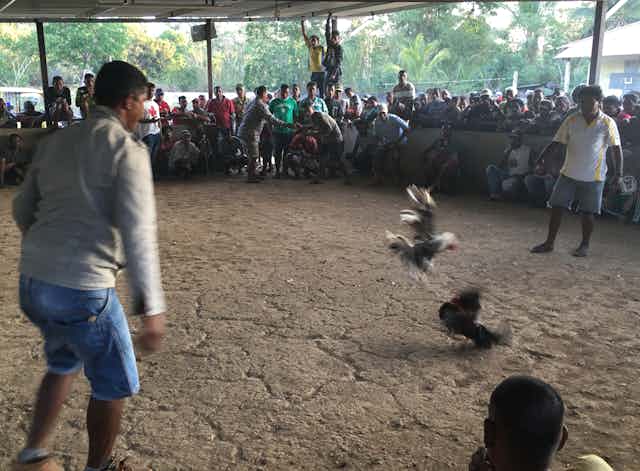 Cockfight surrounded by spectators