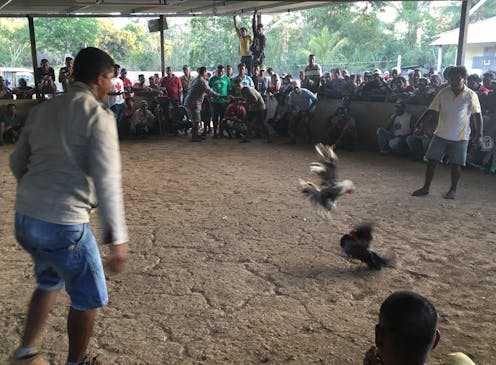 cockfighting in Timor Leste is a complicated game
