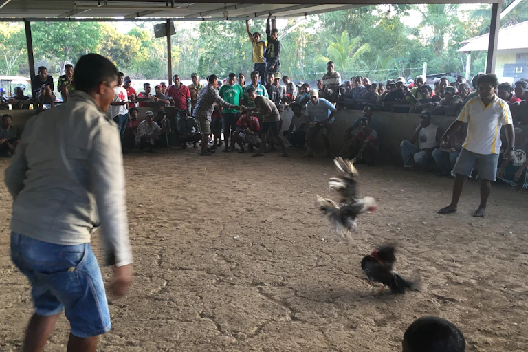 Cockfight surrounded by spectators