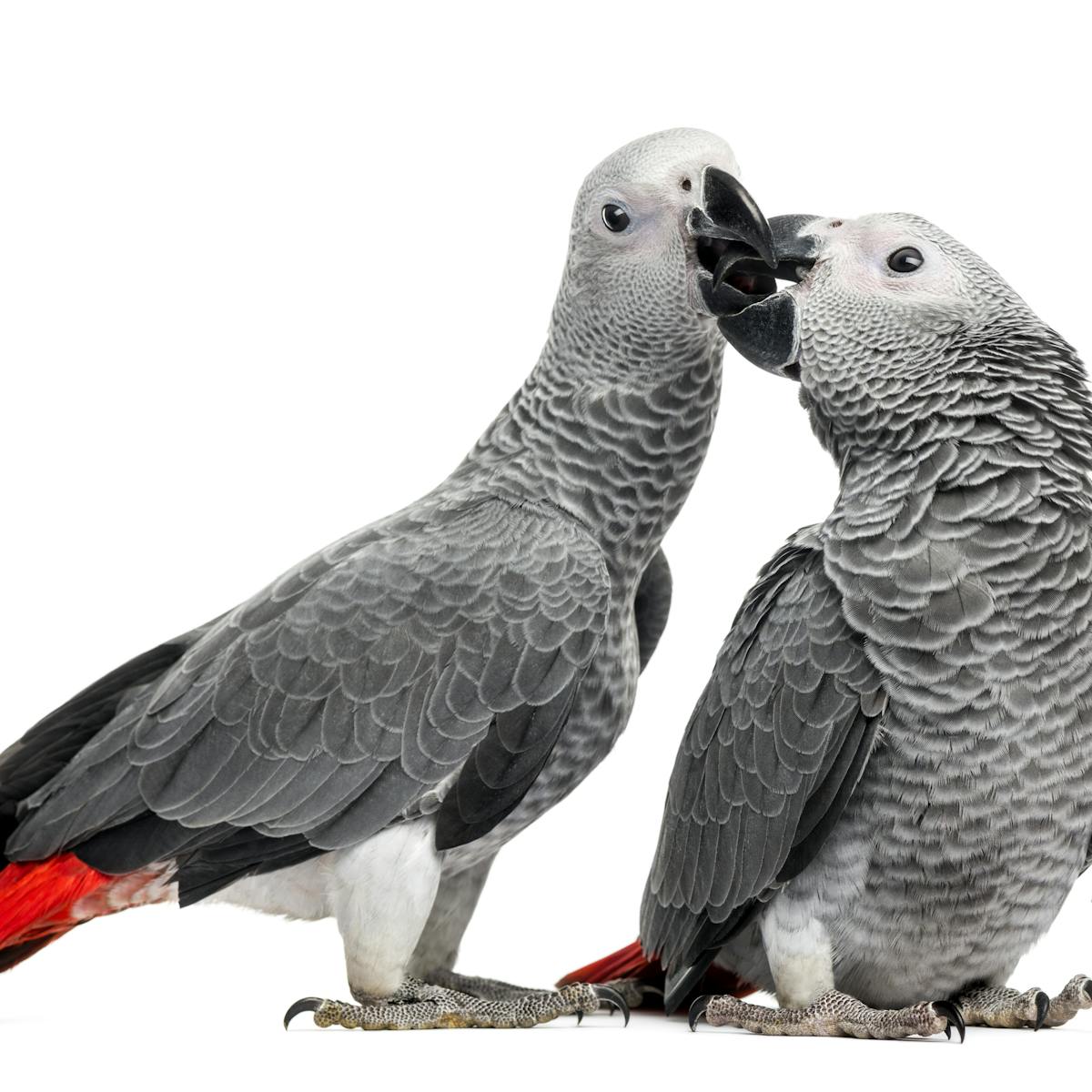 African grey parrots help each other in times of need
