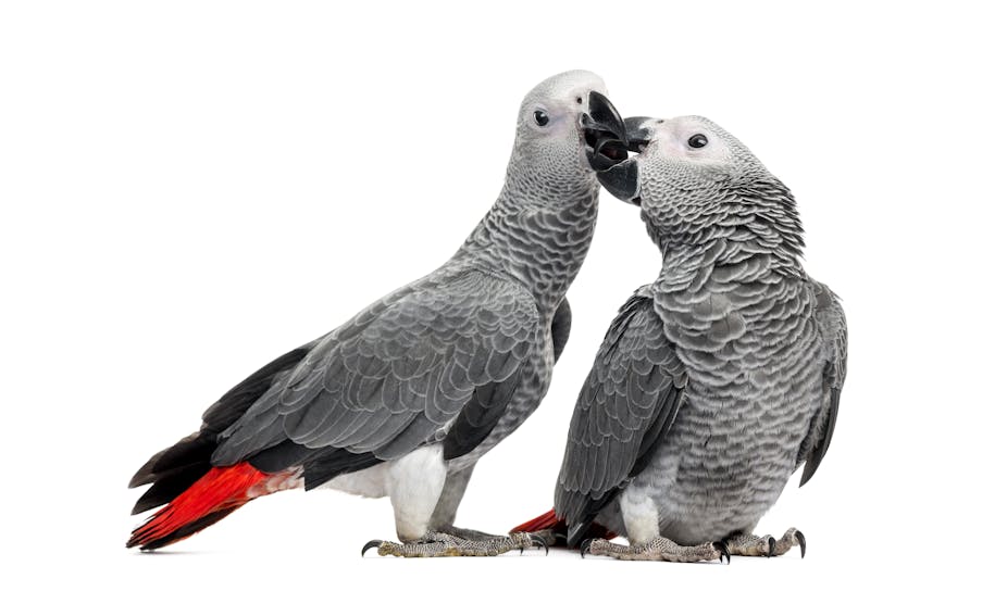 African grey parrots 
