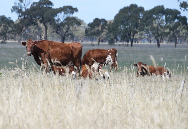 Labor’s climate policy is too little, too late. We must run faster to win the race