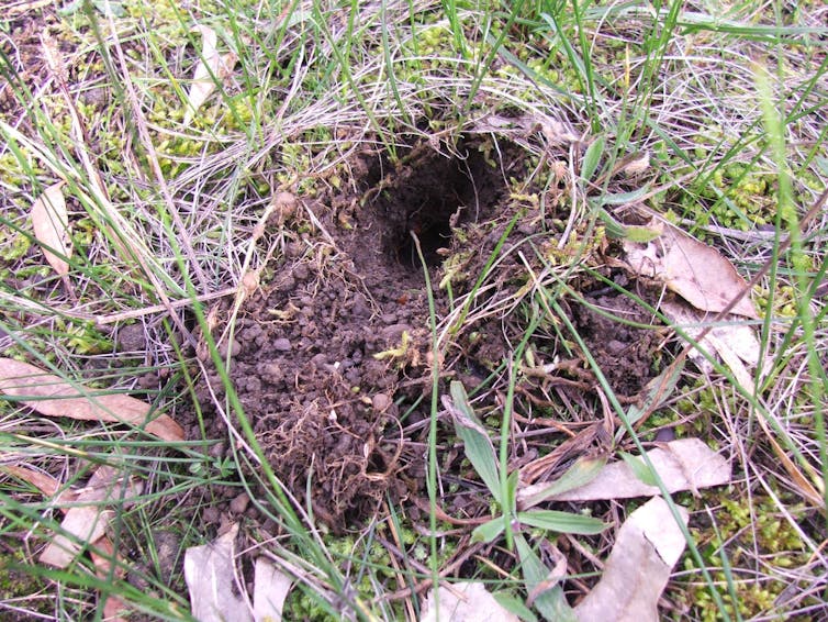 One little bandicoot can dig up an elephant's worth of soil a year – and our ecosystem loves it