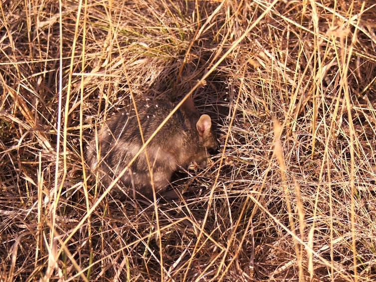 One little bandicoot can dig up an elephant's worth of soil a year – and our ecosystem loves it