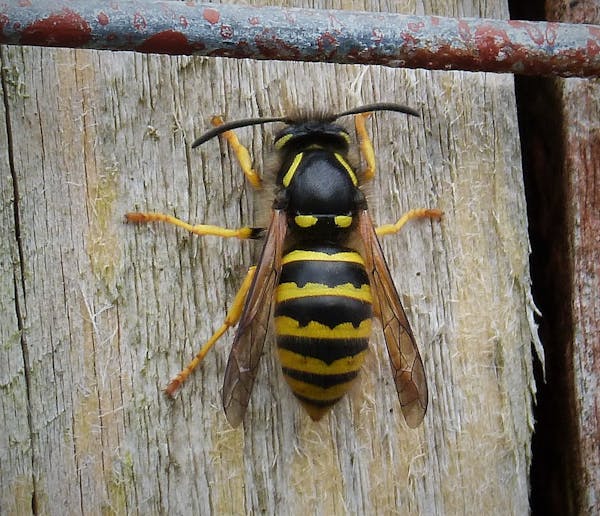 o viespe regină (Dolichovespula sylvestris) staționată pe o scândură de lemn.