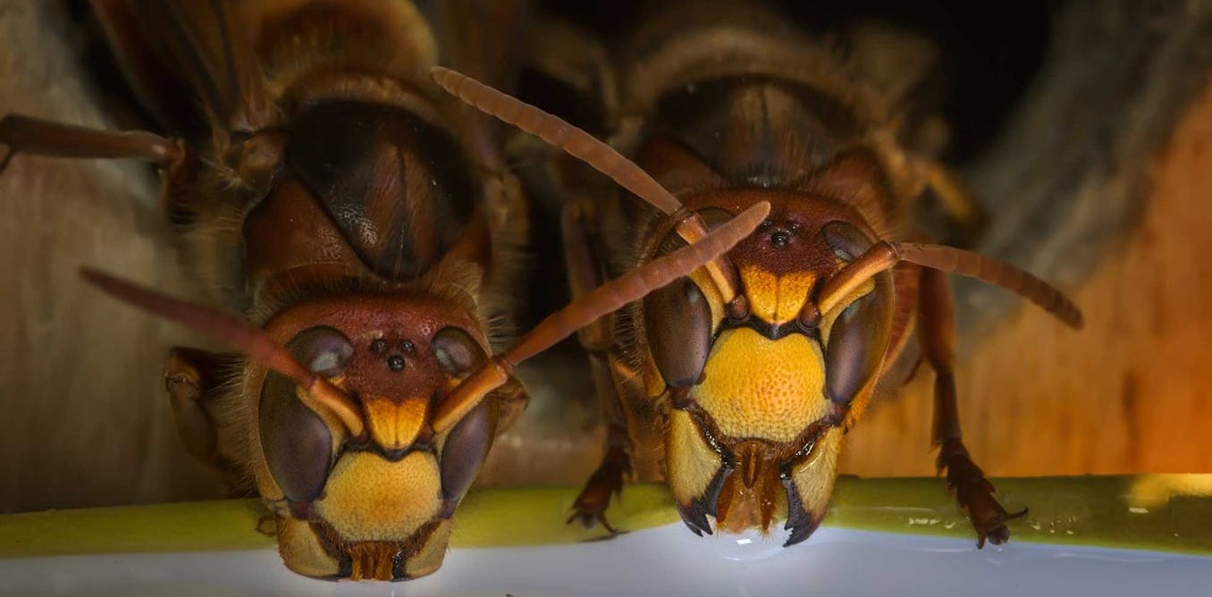 Download Do Wasps Have A Queen Like Bees Do For Android Get Wallpaper Do Wasps Have A Queen Like Bees Do HD