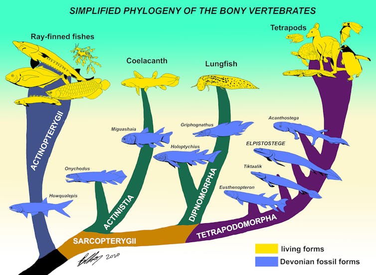 this ancient four-limbed fish reveals the origins of the human hand