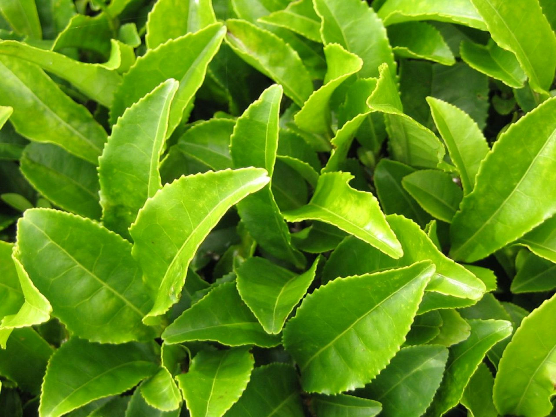 Чайная листва. Camellia sinensis Leaf extract. Зеленый чай Леаф экстракт. Листья чая. Чайные листочки.