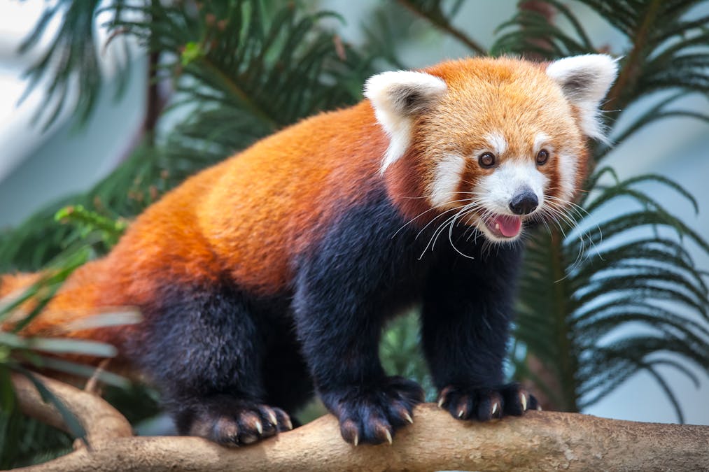 Red Panda Fact Sheet, Blog, Nature