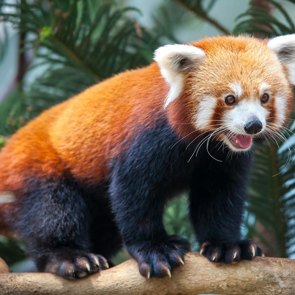 Red pandas may be two different species - raises some tough questions for conservation