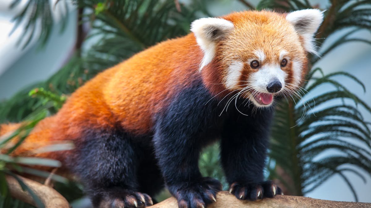 giant red panda red panda and giant panda red panda giant panda red panda baby red panda red panda habitat red panda pet cute red panda red panda for sale red panda bear red panda endangered the red panda red panda family red panda scientific name red panda furry red panda standing red panda price red panda tail red panda size red panda standing up red panda extinction status international red panda day red panda day albino red panda red panda face red panda species red fox panda a red panda himalayan red panda red panda sleeping red panda raccoon red panda spirit animal international panda day red panda in chinese red panda eating red panda animal little red panda red panda adoption red panda zoo red panda intimidating red panda cost about red panda red panda painting red panda bamboo red panda conservation all about red pandas wwf red panda red panda conservation status sad red panda show me a red panda red panda and raccoon red panda live fat red panda red panda national geographic red panda name adorable red panda red panda eating bamboo red panda playing happy red panda buy red panda zoo red red panda sanctuary red panda and panda red panda for kids red panda pet price red panda natural habitat red panda angry national red panda day red panda cat white red panda himalayan panda red panda status red panda aggressive newborn red panda red panda cute animals planet zoo red panda habitat rusty the red panda red panda feet red panda chinese name red panda book red panda near me lesser pandas schleich red panda red panda sitting columbus zoo panda red panda endangered species red panda fur red panda environment red panda latin name panda red panda harga red panda redpand red panda workshops dirk the red panda baby red panda for sale female red panda cute baby red pandas red panda related to red panda in tree endangered animals red panda red panda red panda red panda scary red panda head red panda species name bronx zoo red panda old red panda wild red panda red panda family tree types of red pandas small red panda ring tailed panda blue red panda black red panda red panda christmas mei mei red panda ugly red panda red panda extinction red panda playing in snow red panda deutsch red panda and fox christmas red panda cutest red panda in the world red panda endangered status red panda related to raccoon red panda petting zoo red panda running red panda habitat planet zoo symbol of wwf is red panda red panda zoo near me red panda rescue asian red panda red panda body red pandas are endangered because red panda happy red panda stone red and white panda real red panda smiling red panda trevor zoo red panda two red pandas red panda australia zoo woodland park zoo red panda red panda numbers red panda baby name cutest red panda ever red panda black and white wet red panda funny red pandas mozilla firefox red panda owning a red panda red panda common name nepalese red panda red panda calendar red panda amazon red panda on tree snow leopard red panda red panda sad national zoo red panda red panda types red panda critically endangered shaved red panda aggressive red panda red panda for sale price red panda also known as red red panda red panda national park red panda full body farley the red panda western red panda red panda feeding male red panda a baby red panda red panda animal family red panda look like red panda is it a bear animals like red panda number of red pandas in the world red panda medit styan's red panda taronga zoo panda red panda cute baby chubby red panda red panda baby cute wwf symbol red panda red panda organization sanctuary red panda red panda tail ajpw pink red panda red panda apple bentinckia nicobarica and red panda red panda cost to buy red panda websites domestic red panda red panda valentine red pandas being cute prospect park zoo red panda red panda is what species red panda central park zoo red and black panda national geographic kids red panda