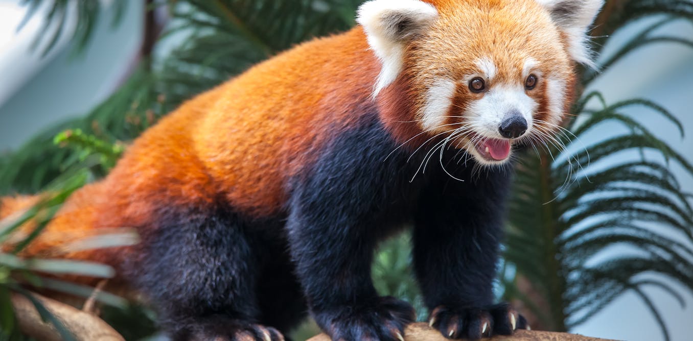 Red Pandas May Be Two Different Species This Raises Some Tough Questions For Conservation Red Pandas May Be Two Different Species This Raises Some Tough Questions For Conservation